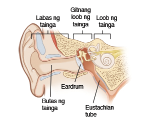 Larawan na nagpapakita ng cross-section ng panlabas, gitna at panloon na bahagi ng tainga, kabilang ang kanal ng tainga, eardrum at tubong eustachian.